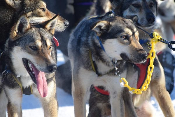 Iditarod Pups
